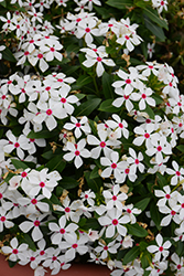 Soiree Kawaii White Peppermint Vinca (Catharanthus roseus 'Soiree Kawaii White Peppermint') at English Gardens