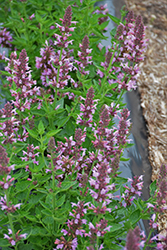 Poquito Lavender Hyssop (Agastache 'TNAGAPL') at English Gardens