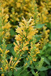 Poquito Butter Yellow Hyssop (Agastache 'TNGAPBY') at English Gardens