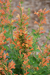 Poquito Orange Hyssop (Agastache 'TNAGAPO') at English Gardens