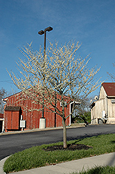 White Redbud (Cercis canadensis 'Alba') at English Gardens