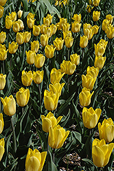Strong Gold Tulip (Tulipa 'Strong Gold') at English Gardens