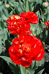 Miranda Tulip (Tulipa 'Miranda') at English Gardens