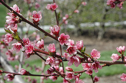 Reliance Peach (Prunus persica 'Reliance') at English Gardens