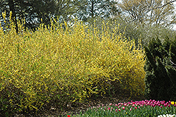 Spring Glory Forsythia (Forsythia x intermedia 'Spring Glory') at English Gardens