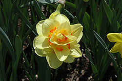 Tahiti Daffodil (Narcissus 'Tahiti') at English Gardens
