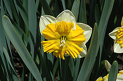 Orangery Daffodil (Narcissus 'Orangery') at English Gardens