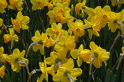 Mary Bohannon Daffodil (Narcissus 'Mary Bohannon') at English Gardens