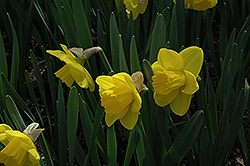 Peaches And Cream Daffodil (Narcissus 'Peaches And Cream') at English Gardens