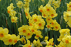 Martinette Daffodil (Narcissus 'Martinette') at English Gardens