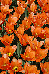 Orange Emperor Tulip (Tulipa 'Orange Emperor') at English Gardens