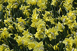 Stint Daffodil (Narcissus 'Stint') at English Gardens