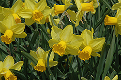Larkwhistle Daffodil (Narcissus 'Larkwhistle') at English Gardens