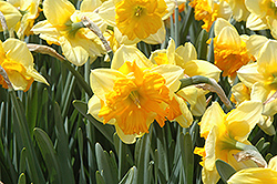 Mondragon Daffodil (Narcissus 'Mondragon') at English Gardens