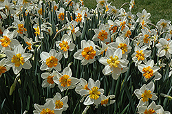 Orange Ice Follies Daffodil (Narcissus 'Orange Ice Follies') at English Gardens
