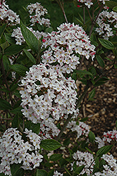 Mohawk Viburnum (Viburnum x burkwoodii 'Mohawk') at English Gardens
