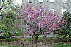 Ace Of Hearts Redbud (Cercis canadensis 'Ace Of Hearts') at English Gardens