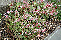 Pink Champagne Fairy Wings (Epimedium 'Pink Champagne') at English Gardens