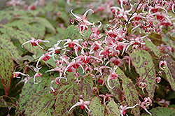 Pink Champagne Fairy Wings (Epimedium 'Pink Champagne') at English Gardens