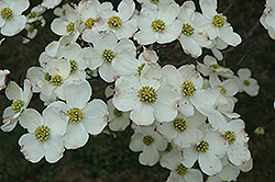 Cloud 9 Flowering Dogwood (Cornus florida 'Cloud 9') at English Gardens