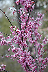 Forest Pansy Redbud (Cercis canadensis 'Forest Pansy') at English Gardens