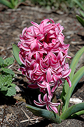 Pink Pearl Hyacinth (Hyacinthus orientalis 'Pink Pearl') at English Gardens