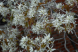 Autumn Brilliance Serviceberry (Amelanchier x grandiflora 'Autumn Brilliance') at English Gardens
