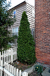 Dark Green Arborvitae (Thuja occidentalis 'Nigra') at English Gardens