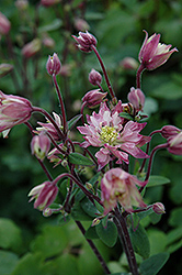 Clementine Rose Columbine (Aquilegia vulgaris 'Clementine Rose') at English Gardens