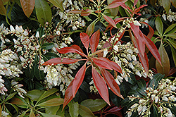 Scarlet O'Hara Japanese Pieris (Pieris japonica 'Scarlet O'Hara') at English Gardens