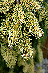 Gold Drift Norway Spruce (Picea abies 'Gold Drift') at English Gardens