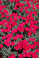 Frosty Fire Pinks (Dianthus 'Frosty Fire') at English Gardens