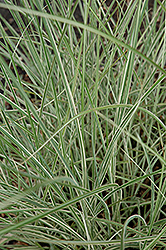 Morning Light Maiden Grass (Miscanthus sinensis 'Morning Light') at English Gardens