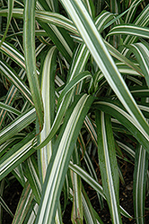 Cabaret Maiden Grass (Miscanthus sinensis 'Cabaret') at English Gardens
