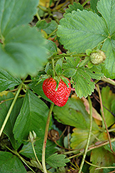 Eclair Strawberry (Fragaria 'Eclair') at English Gardens