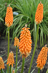 First Sunrise Torchlily (Kniphofia 'First Sunrise') at English Gardens