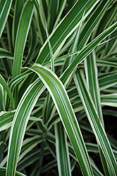 Cosmopolitan Maiden Grass (Miscanthus sinensis 'Cosmopolitan') at English Gardens