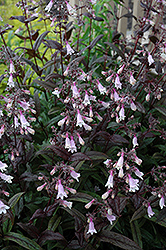 Dark Towers Beard Tongue (Penstemon 'Dark Towers') at English Gardens