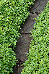 Green Carpet Japanese Spurge (Pachysandra terminalis 'Green Carpet') at English Gardens