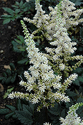 Visions in White Chinese Astilbe (Astilbe chinensis 'Visions in White') at English Gardens