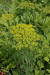 Hedger Dill (Anethum graveolens 'Hedger') at English Gardens