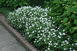White Cranesbill (Geranium sanguineum 'Album') at English Gardens