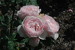 Earth Angel Parfuma Rose (Rosa 'KORgeowim') at English Gardens