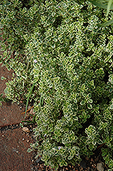 Aureus Lemon Thyme (Thymus x citriodorus 'Aureus') at English Gardens
