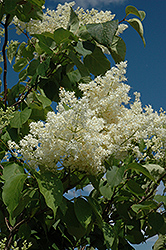 Ivory Silk Tree Lilac (tree form) (Syringa reticulata 'Ivory Silk (tree form)') at English Gardens