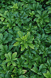 Green Sheen Japanese Spurge (Pachysandra terminalis 'Green Sheen') at English Gardens