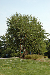 Heritage River Birch (clump) (Betula nigra 'Heritage (clump)') at English Gardens
