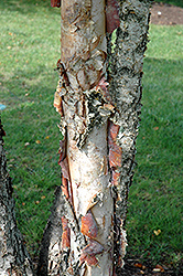 Heritage River Birch (clump) (Betula nigra 'Heritage (clump)') at English Gardens