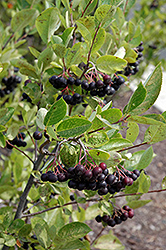 Iroquois Beauty Black Chokeberry (Aronia melanocarpa 'Morton') at English Gardens
