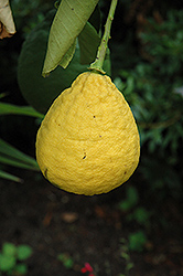 Ponderosa Lemon (Citrus 'Ponderosa') at English Gardens
